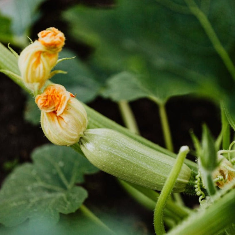 oude-rassen-courgette-biologisch-seeds-of-regeneration