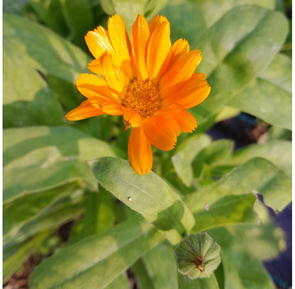 goudsbloem in de tuin - biologisch tuineren