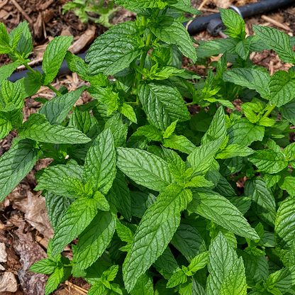 Stengels groene munt met heldergroen, licht gerimpeld blad
