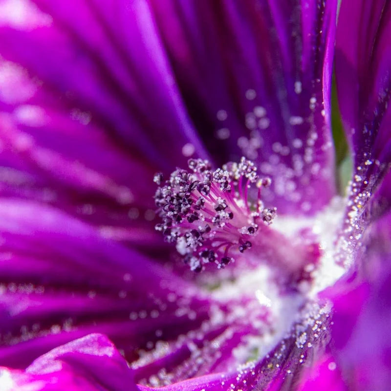 Bloeiende plant van groot kaasjeskruid in de tuin, met bij op een bloem