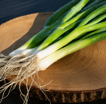 Ishikura bosui zaadjes op houten schaal — Seeds of Regeneration
