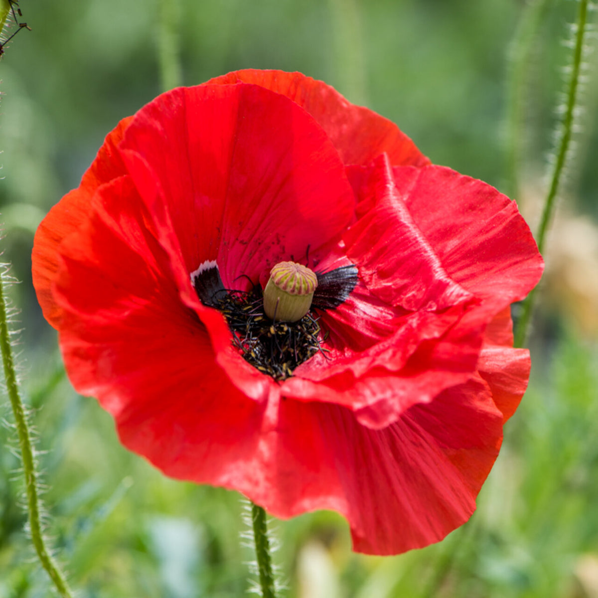 Klaproos 'Shirley' in bloei in een zonnige border, met knoppen op dunne stelen