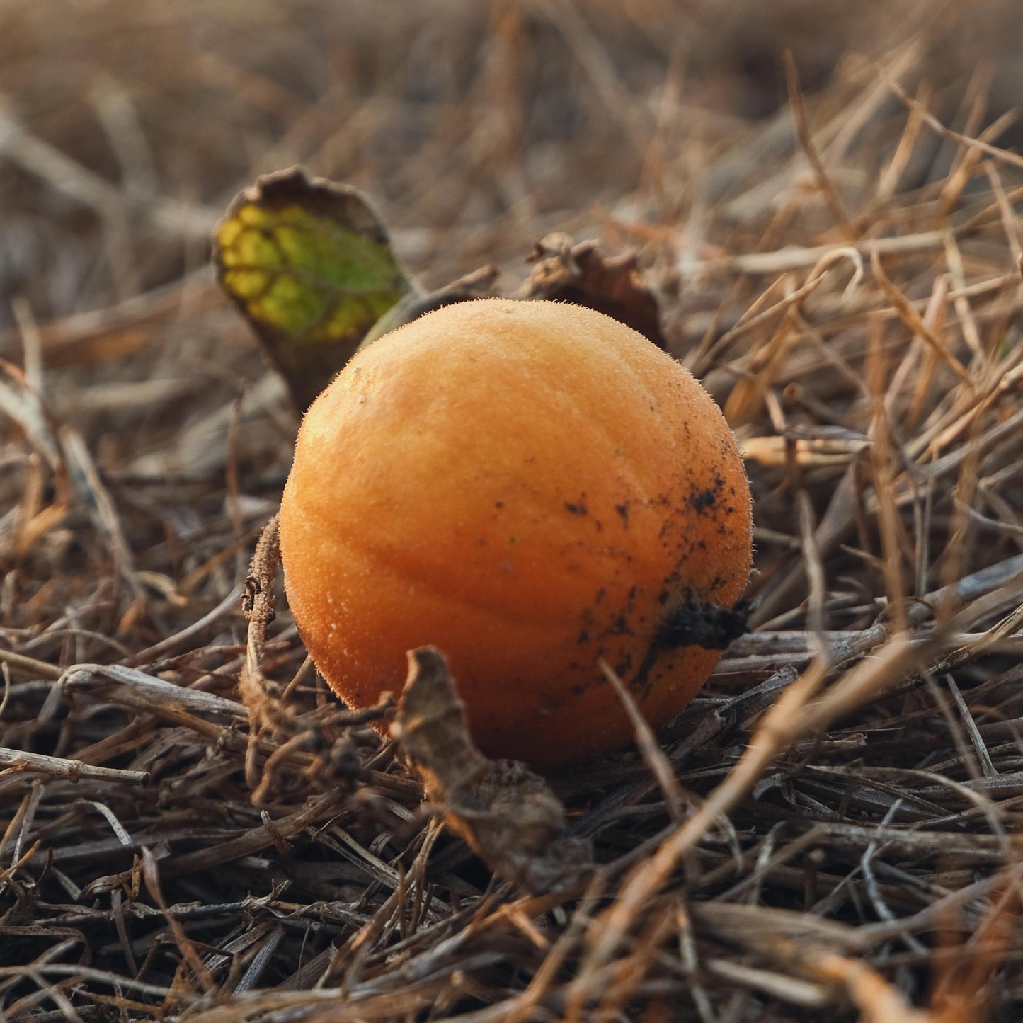 biologisch zaden - kleine pompoen - oude rassen 