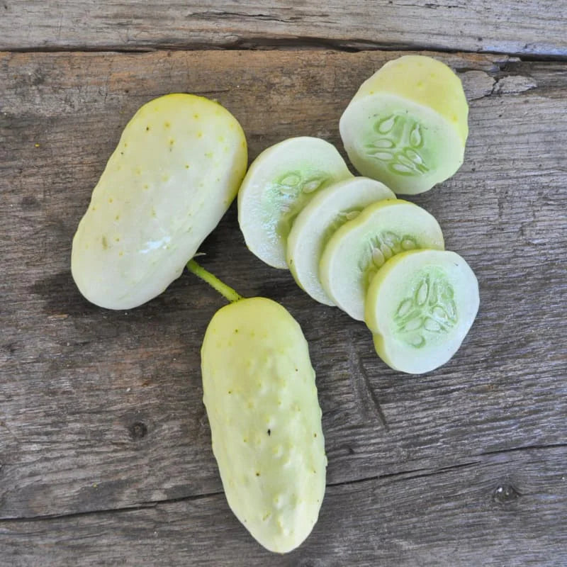 Komkommerplant 'Boothby's Blond' langs een gaas in de moestuin, met jonge vruchten