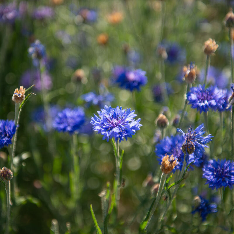 Korenbloem Mix - Eetbaar bloem | Biologische erfgoedzaden | Oud Ras