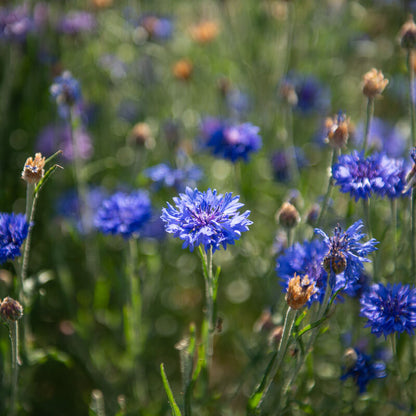 Korenbloem Mix - Eetbaar bloem | Biologische erfgoedzaden | Oud Ras