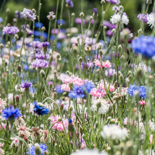 Korenbloem Mix - Eetbaar bloem | Biologische erfgoedzaden | Oud Ras