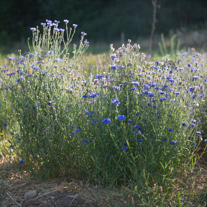 Korenbloem Mix - Eetbaar bloem | Biologische erfgoedzaden | Oud Ras