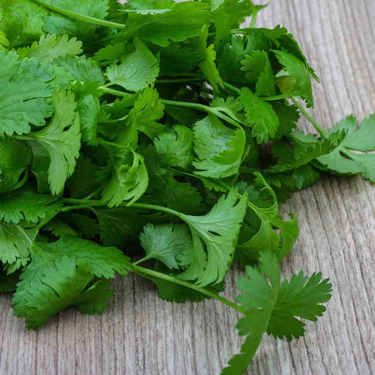 biologisch zaden - koriander