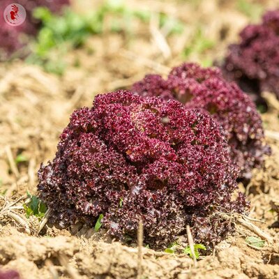 Sla "Lollo Rossa" Rode Krulsla | Biologische erfgoedzaden | Oud Ras