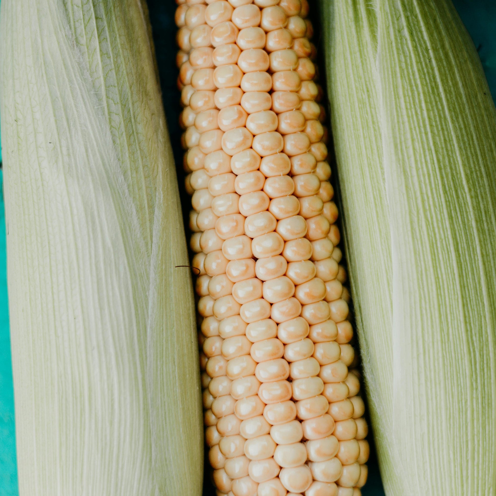 biologisch-erfgoedzaden-mais-puget-seeds-of-regeneration