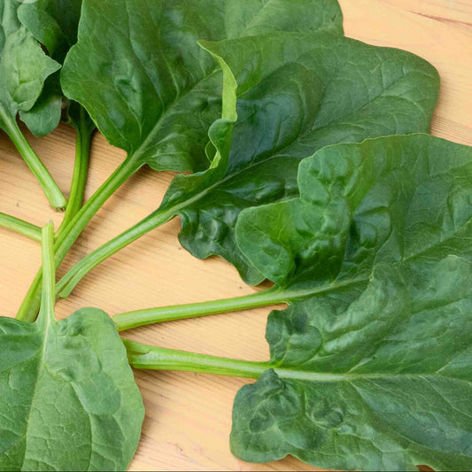 Spinazie Matador/Viking | Biologische erfgoedzaden | Oud Ras