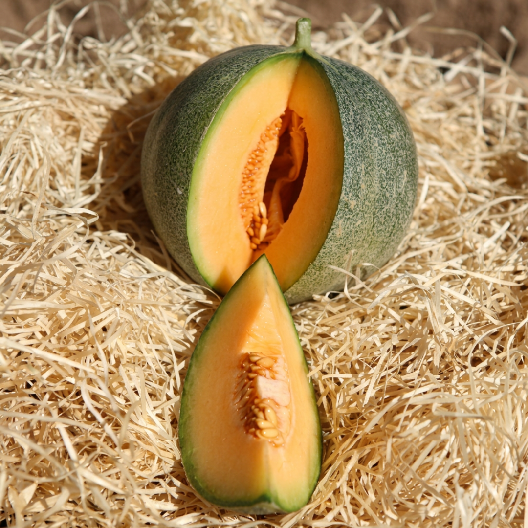 Petit Gris de Rennes meloen — grijsgroene schil, ribben, erfgoed Bretons ras
