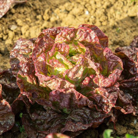Merveille des 4 Saisons kropsla – roodbruine biologische sla zaden van Seeds of Regeneration