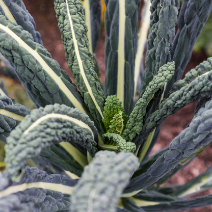 Close-up van Cavolo Nero blad — fijn gekruld, blauwzwart, bijna zwarte kleur na vorst