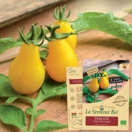 Tomaat "Yellow Pearshaped" | Biologische erfgoedzaden | Oud Ras