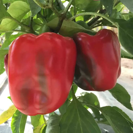 biologisch paprika - california wonder