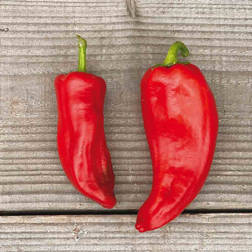 Paprika Corno di Toro Rosso | Biologische zaden - Oud ras