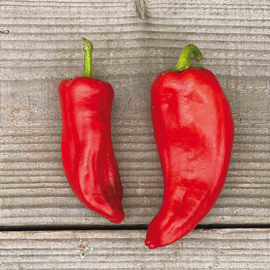 Paprika Corno di Toro Rosso | Biologische zaden - Oud ras