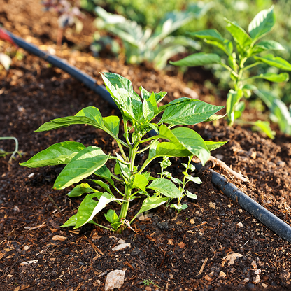 Geeloranje Mini Bell paprika's  — Seeds of Regeneration