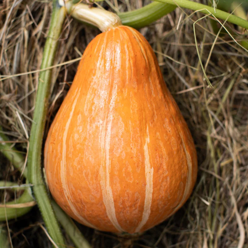 Pompoen "À Gros Fruits"| Biologische erfgoedzaden | Oud Ras