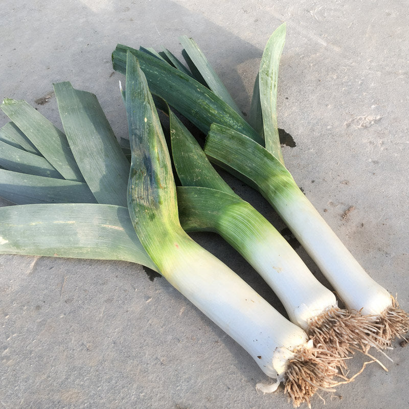 Jonge Bleu de Solaise preiplantjes met blauwgroen blad