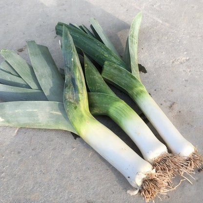 Jonge Bleu de Solaise preiplantjes met blauwgroen blad