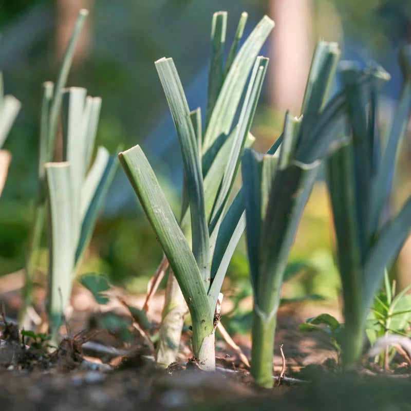 Jonge Dubouchet Verdonnet preiplantjes met levendig groen blad