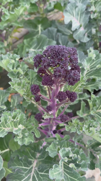 Brocolli "Early Sprouting Purple " | Biologische erfgoedzaden | Oud Ras