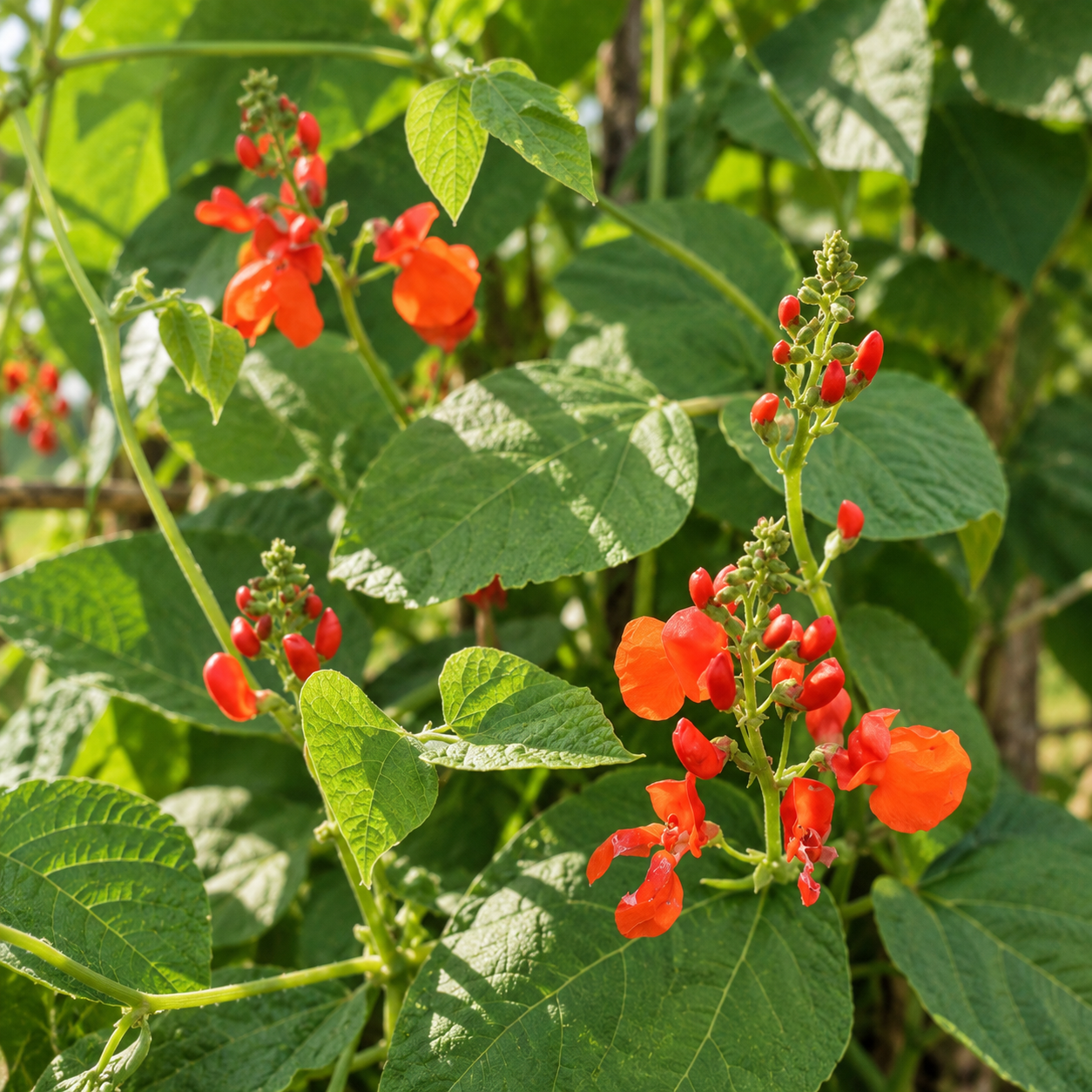 Vuurrode bloemtrossen van de Scarlet Emperor pronkboon