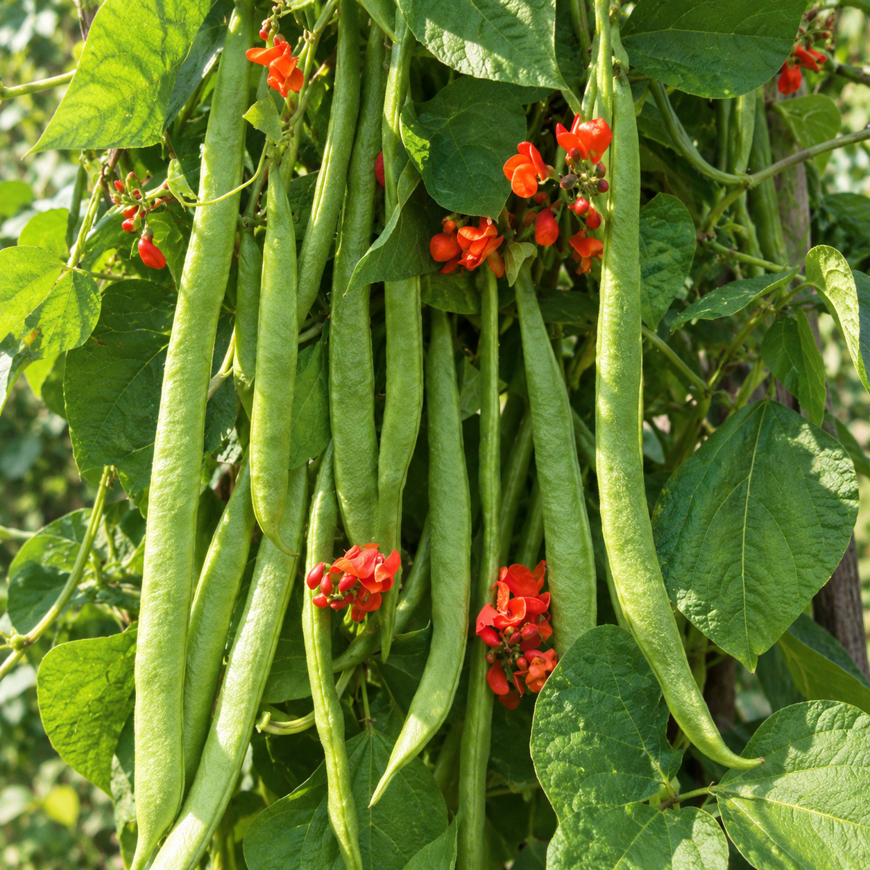 Platte groene pronkboonpeulen vers geoogst — Seeds of Regeneration