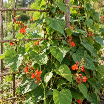 pronkboon in de tuin