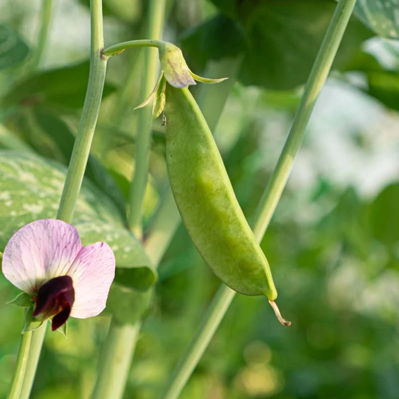 Paarse bloemen van rijspeul 'De Weggis' aan een klimmende plant