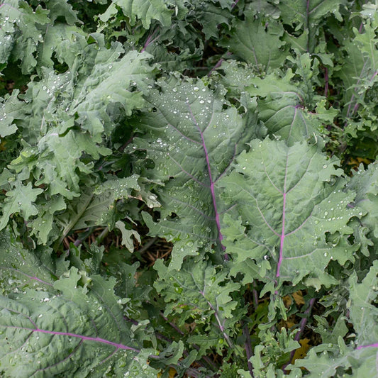 biologisch erfgoedzaden - kale- russian siberian - seeds of regeneration