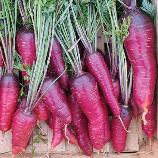 wortel rouge sang - oude rassen - biologisch zaden