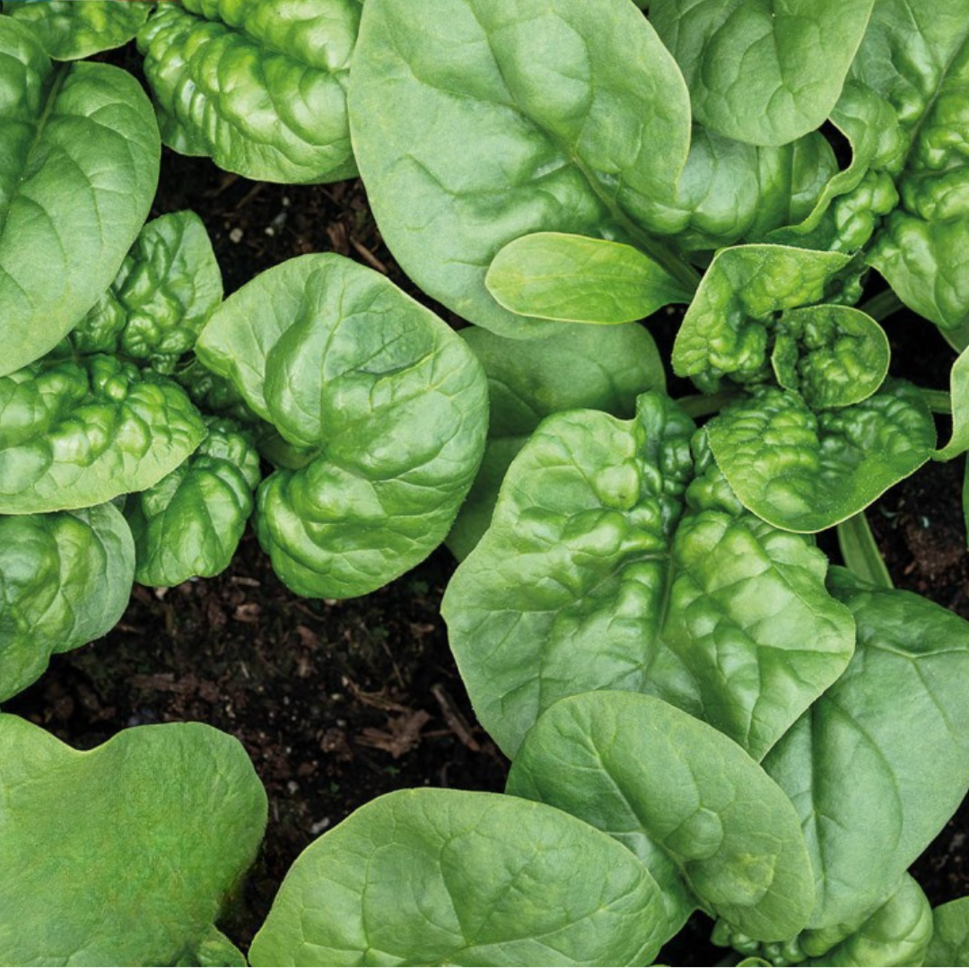 seedsofregeneration-zaden-moestuin-spinazi-biologisch-geantdhiver