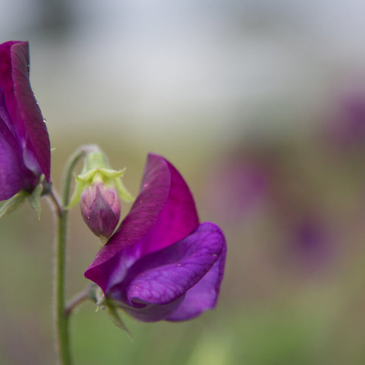 Siererwt ‘Butterfly’ | Biologische Zaden | Oud Ras