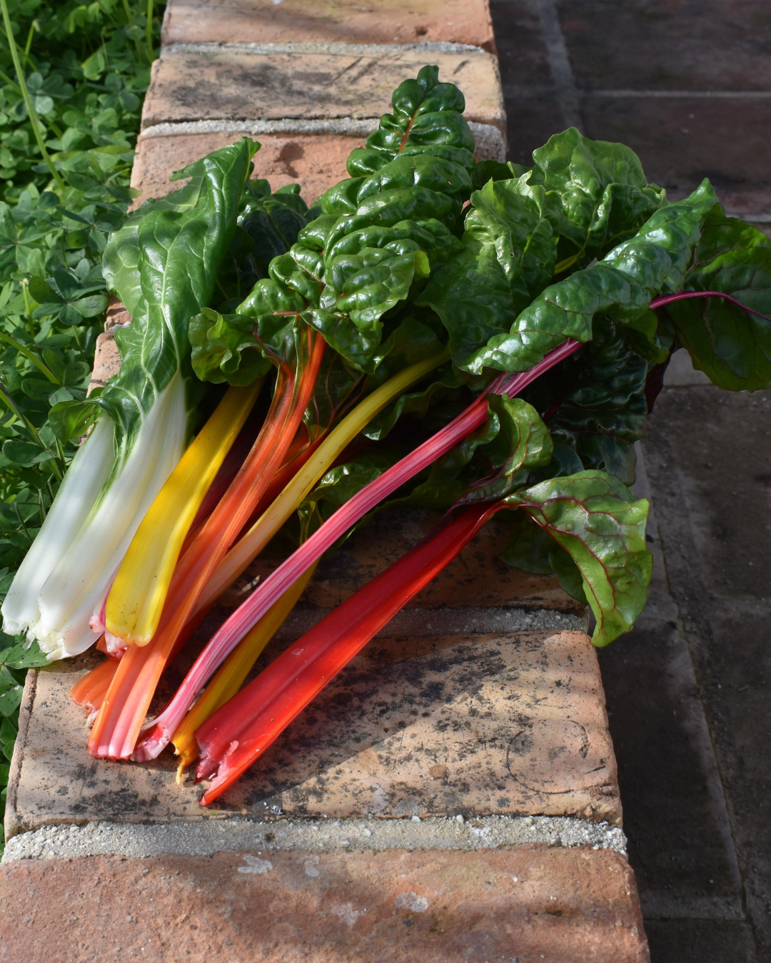snijbiet-oude-rassen-biologisch-zaden-seedsofregeneration