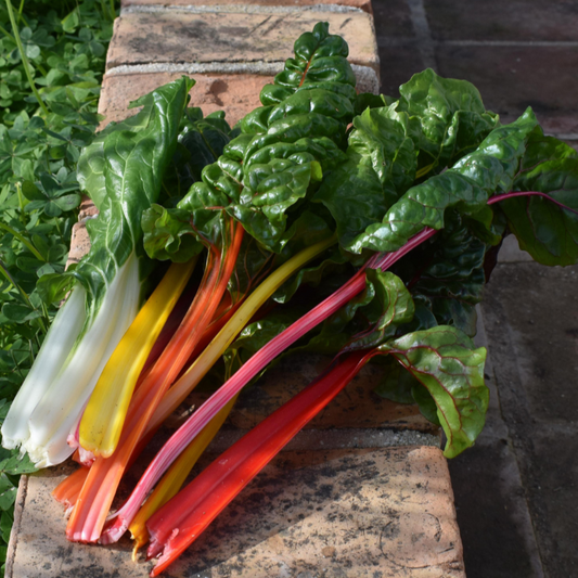 snijbiet-oude-rassen-biologisch-zaden-seedsofregeneration