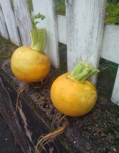 Meiraap 'Soesterknol' – Koningskost uit Soest | Biologisch