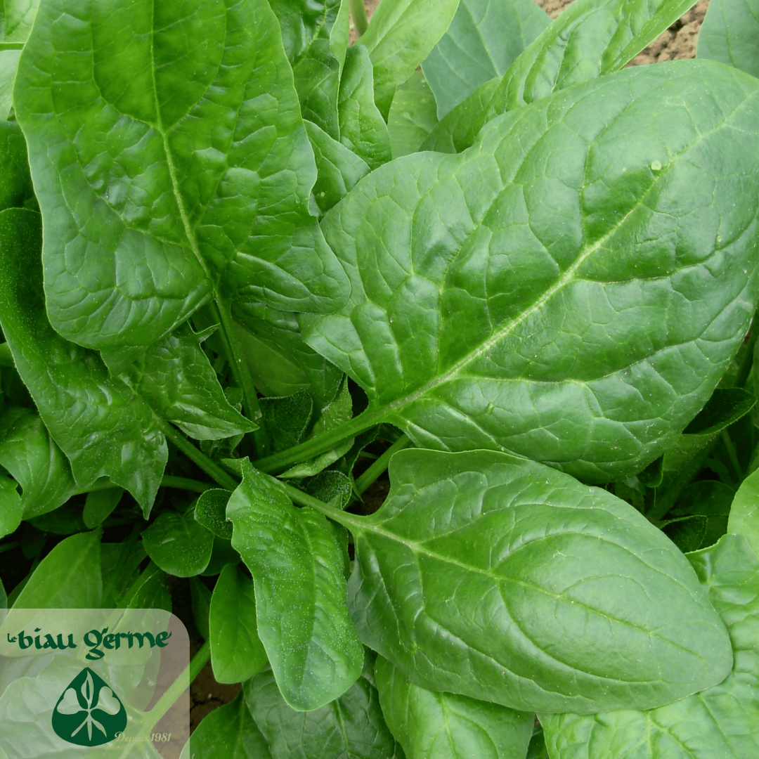 Spinazie viroflay in de moestuin 