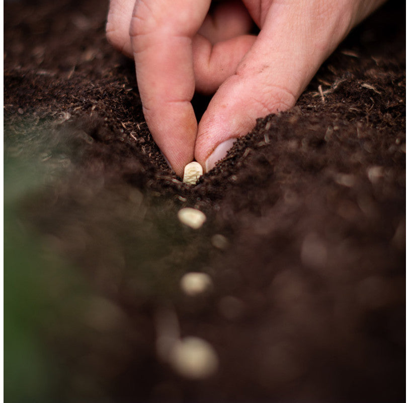 Stokpeul Ambrosia | Biologische erfgoedzaden | Oud Ras