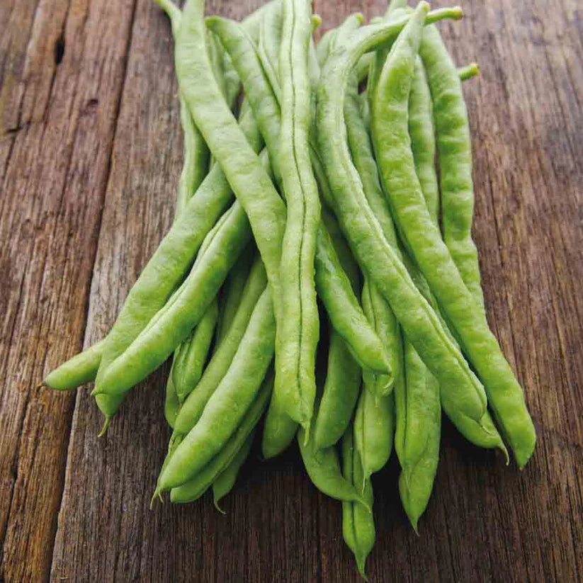 Neckarkönigin Stokboon | Biologische Zaden | Oud Ras