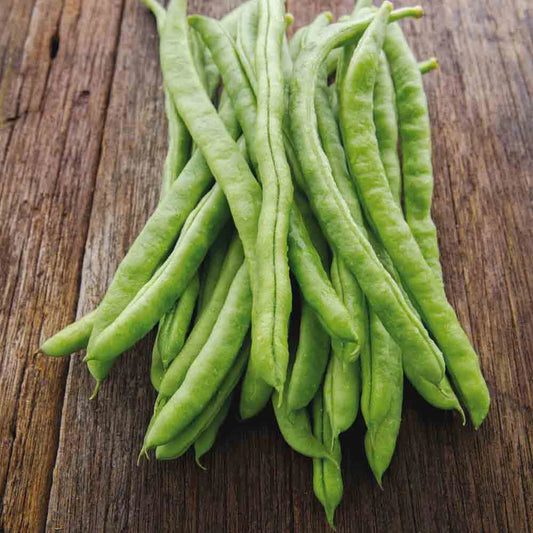 Neckarkönigin Stokboon | Biologische Zaden | Oud Ras