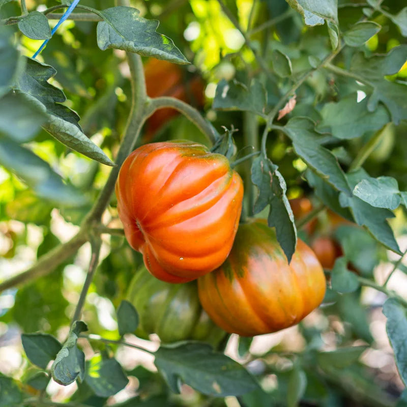 costoluto fiorentino tomaat in moestuin