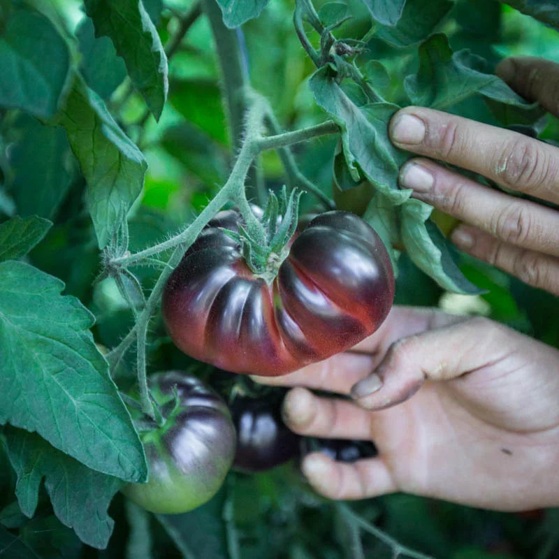 Black Beauty tomaten aan de plant, met donkere vruchten in verschillende rijpingsstadia.