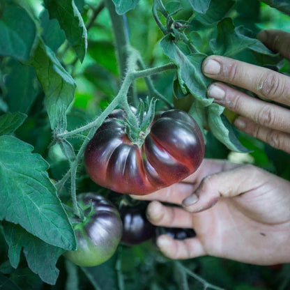 Black Beauty tomaten aan de plant, met donkere vruchten in verschillende rijpingsstadia.