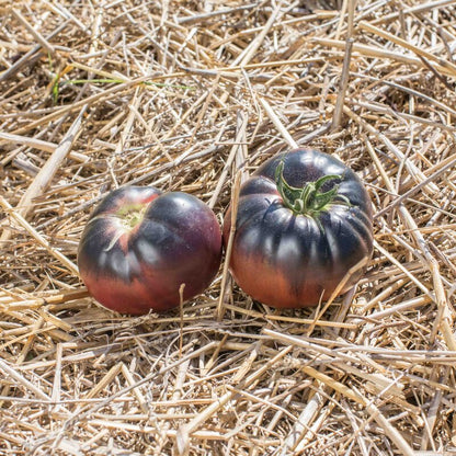 Black Beauty tomaten met diep paarszwarte schil en donkerrode onderkant.