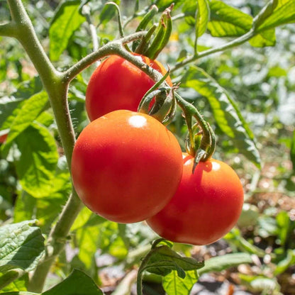 Roodoranje Glacier tomaten vers geoogst — Seeds of Regeneration