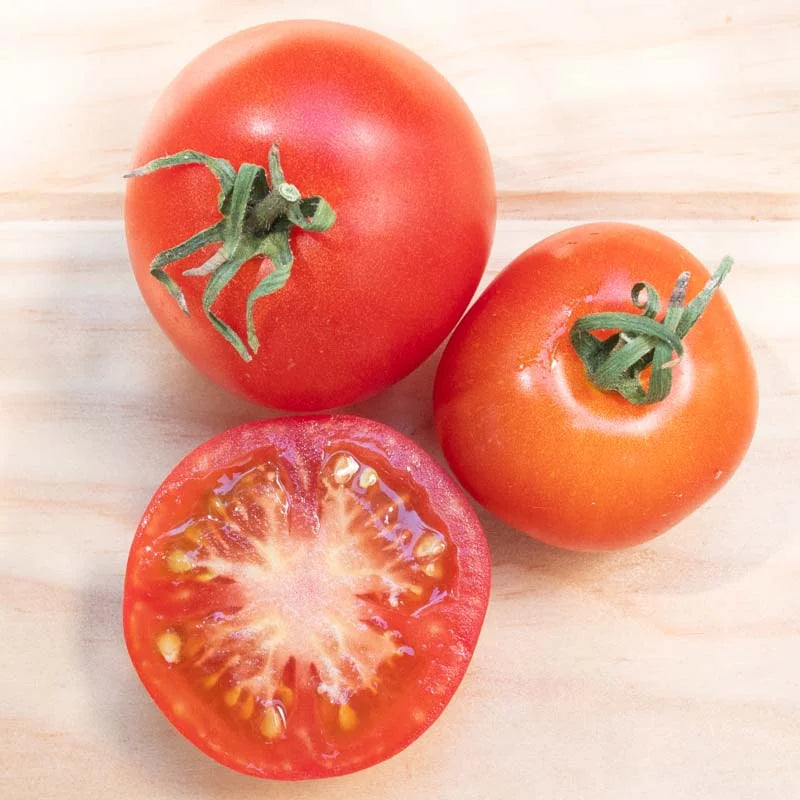 Compacte Glacier tomatenplant met aardappelachtig blad in volle zon
